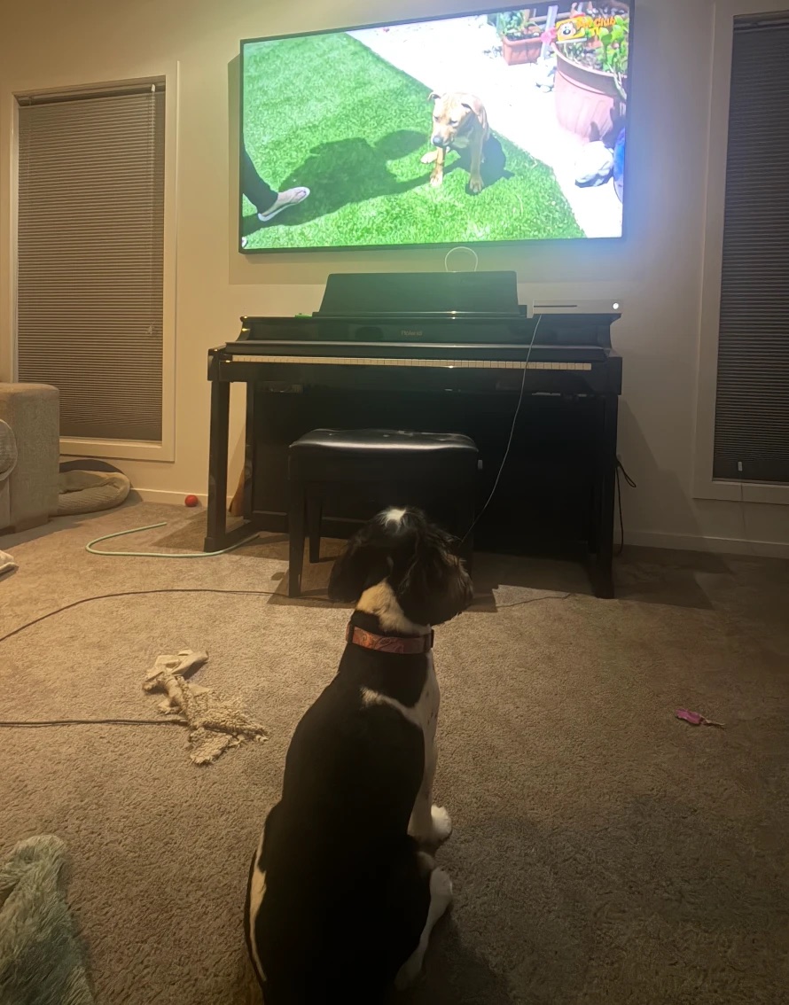 A black-and-white spaniel sitting on the carpet, gazing up at a dog on the TV