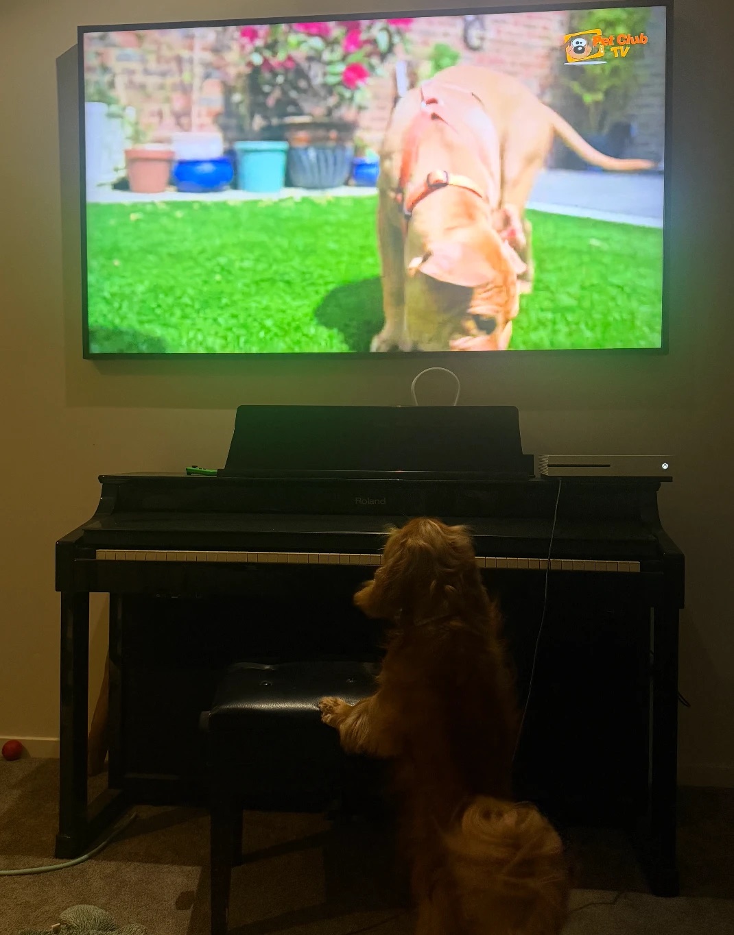 A fluffy golden dog standing up on a piano bench, watching a dog on the TV
